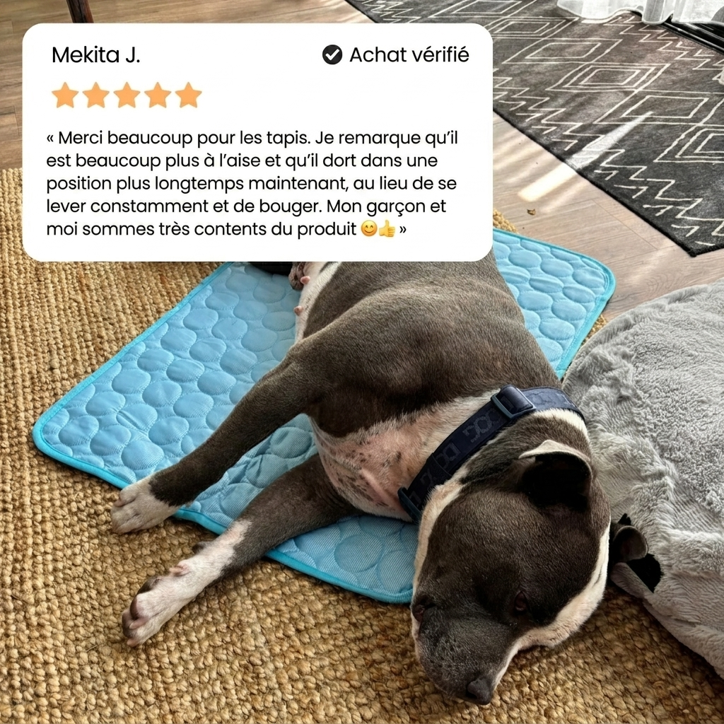 Protégez votre chien de la surchauffe et des risques liés au stress thermique avec IcyNap